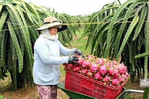 Hàng nghìn ha thanh long kém hiệu quả, Lâm Đồng tìm hướng chuyển đổi