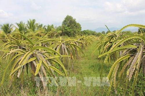 Đồng bộ 62% thửa đất tại Lâm Đồng vào cơ sở dữ liệu đất đai quốc gia