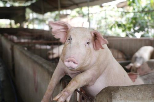 RFSI: Hệ thống lương thực Việt Nam vững nền tảng, dễ tổn thương trước rủi ro khí hậu