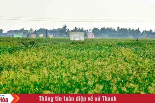 Trên đồng cói xứ Thanh: Khi ngày mới dệt lên từ sương và gió