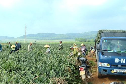 Nông dân Thanh Hóa được mùa dứa
