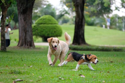 'Kinh tế thú cưng' tăng trưởng nhanh nhờ xu hướng sống mới