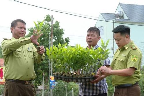 Bắc Ninh: Ứng dụng công nghệ sản xuất giống, nâng giá trị kinh tế rừng