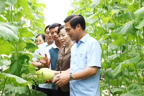 Phó Chủ tịch UBND tỉnh Lê Xuân Lợi thăm, kiểm tra mô hình sản xuất nông nghiệp tiêu biểu