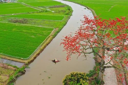 Hoa gạo ơi...