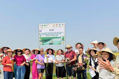 Khởi động dự án sinh kế xanh cho phụ nữ từ cây hoa súng tại phường Hội An
