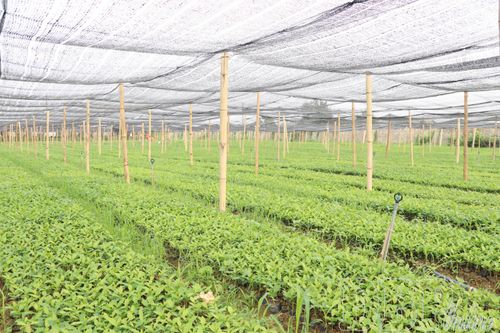 Chủ động nguồn cây giống cà phê, mắc ca
