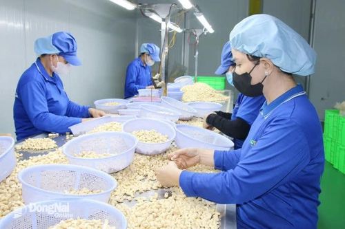 Tín dụng tập trung vào lĩnh vực sản xuất, kinh doanh