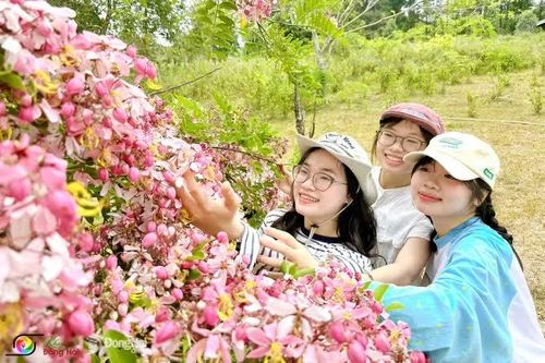 [Chùm ảnh] Cát Tiên rực rỡ sắc hoa