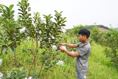 Cây ăn quả: Hướng làm giàu của Xuân Dương