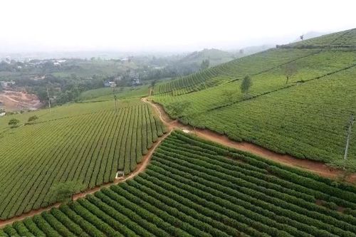 Chè VietGAP mở lối phát triển bền vững