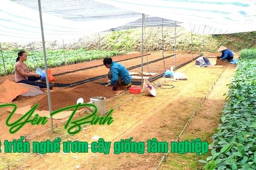 Yên Bình phát triển nghề ươm cây giống lâm nghiệp