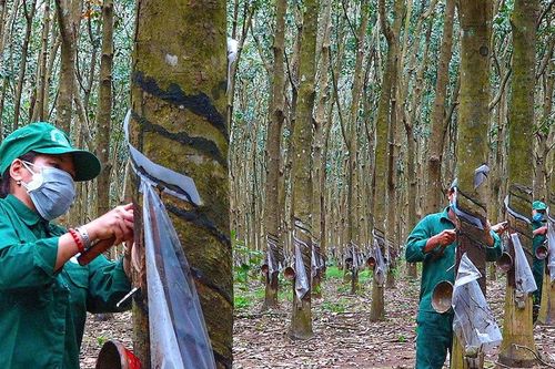 Mở rộng cơ hội việc làm ở Hoài Ðức