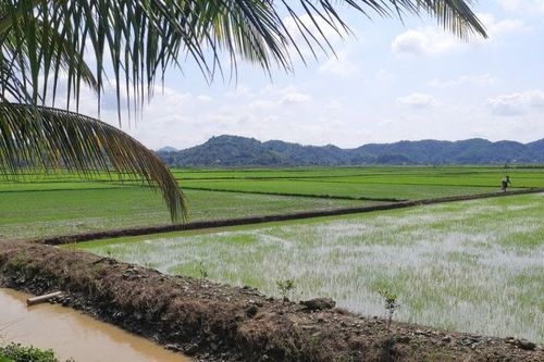 Chuyển đổi cây trồng kém hiệu quả theo lợi thế vùng