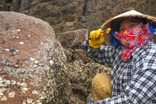 Ngư dân Mũi Né săn hàu sữa theo con nước