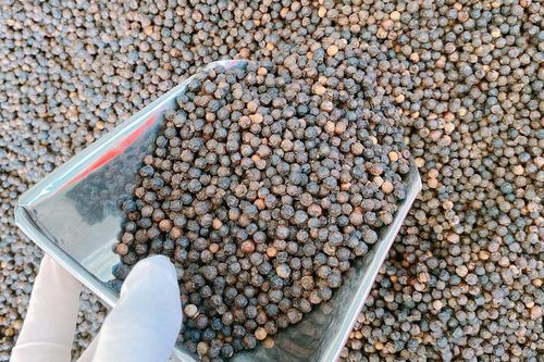 Giá tiêu hôm nay 22/4/2026: Tăng mạnh đến 1.500 đ/kg