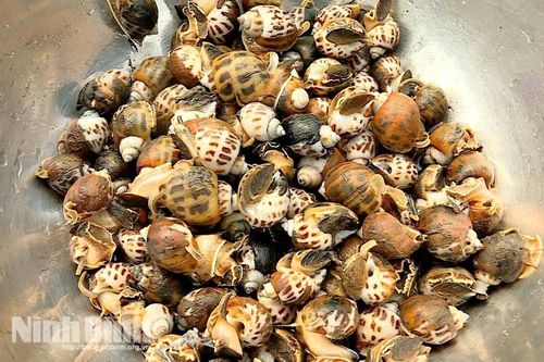 Ốc hương trên đất biển Ninh Bình- Lợi nhuận hấp dẫn nhưng nhiều 'nút thắt'