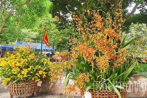 Hoa lan tỏa sắc tại Đền Hùng dịp Giỗ Tổ năm 2026