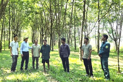 Hiệu quả mô hình trồng cao su ở vùng khó A Dơi