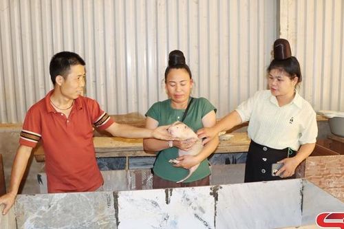 Triển vọng mô hình nuôi dúi ở Mường Chanh