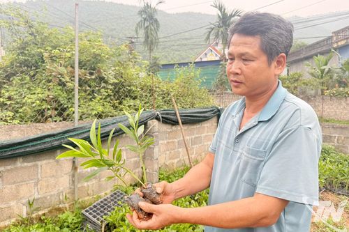 Người góp phần phủ xanh đồi trọc