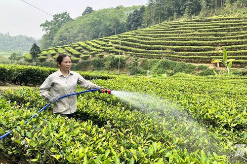 Cây chè Thượng Minh tìm chỗ đứng trên thị trường
