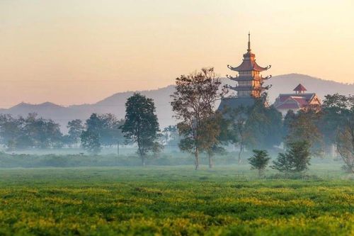 Gia Lai: Giữ lại hơn 62ha chè cổ thụ tại Biển Hồ để phát triển du lịch