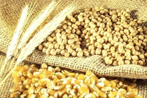 Giá ngô khởi sắc nhờ yếu tố cung - cầu, dầu đậu tương lập đỉnh 3 năm