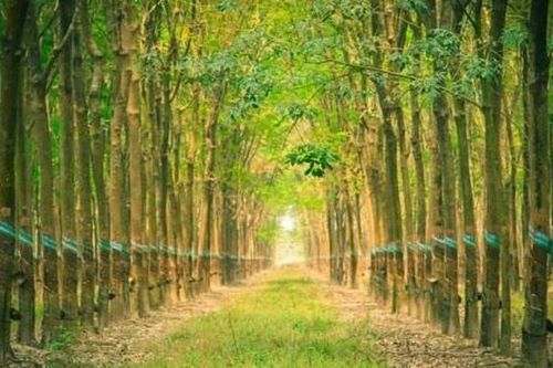 Cao su Phước Hòa bị nhắc nhở chậm công bố thông tin