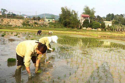Sản xuất nông nghiệp - chủ động thích ứng biến đổi khí hậu