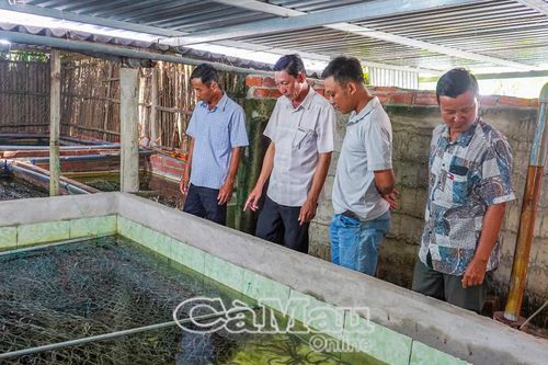Người nuôi lươn Cà Mau 'bí đầu ra'