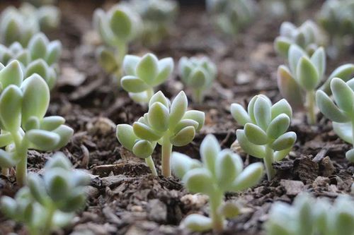 Top 5 cây cảnh dễ chăm, đặt đâu cũng đẹp, ít tưới vẫn xanh