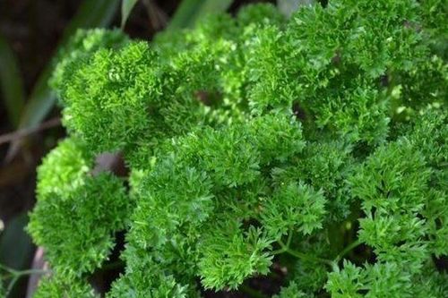 Loại rau 'tốt nhất thế giới', Việt Nam trồng khắp nơi chỉ 1 tháng cho thu hoạch, thành đặc sản tốt cho sức khỏe