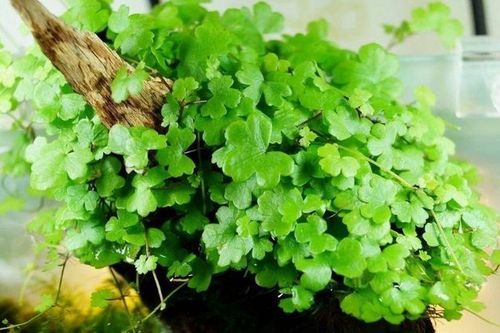 Loại rau vườn quê nổi tiếng ở Thanh Hóa, nay lột xác 'bước vào' menu nhà hàng, biến tấu kiểu gì cũng 'gây nghiện'