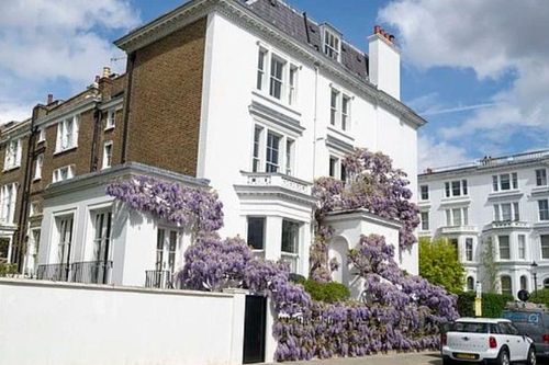 Loài hoa biến khu biệt thự triệu đô ở London thành 'điểm check-in triệu view', nhưng lại khiến chủ nhà 'khóc thét'