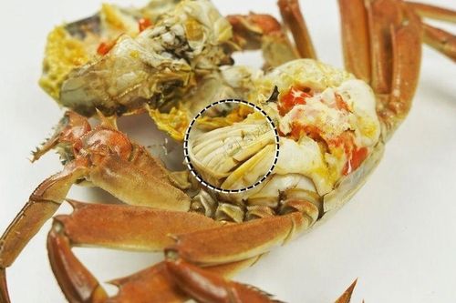 Bộ phận bẩn nhất của cua, chứa nhiều tạp chất và vi khuẩn, biết để tránh kéo 'rước họa vào thân'