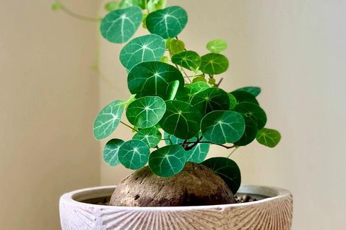 4 loại cây đặt phòng khách dễ trồng vừa đẹp hiện đại, vừa hút tài lộc ai cũng nên có