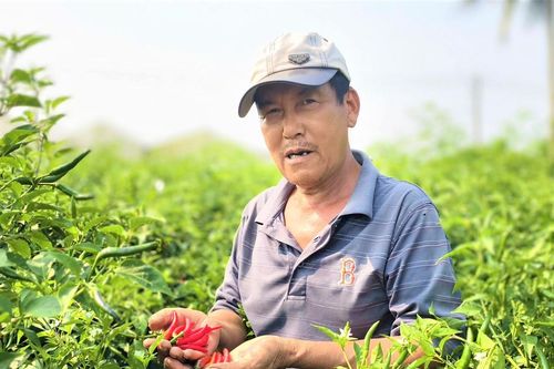 Quảng Ngãi: Nỗ lực hỗ trợ tiêu thụ ớt cho nông dân