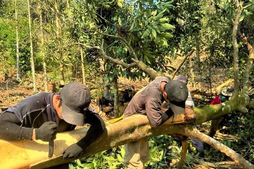 Quảng Ngãi: Rộn ràng mùa bóc vỏ quế