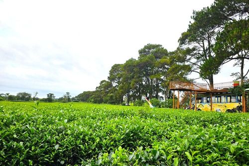 Gia Lai: Giữ nguyên hơn 62ha chè ở Biển Hồ để tạo cảnh quan đặc trưng gắn với du lịch