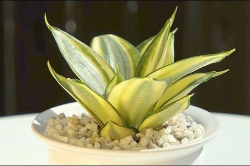 5 kiểu người hợp trồng cây lưỡi hổ nhất