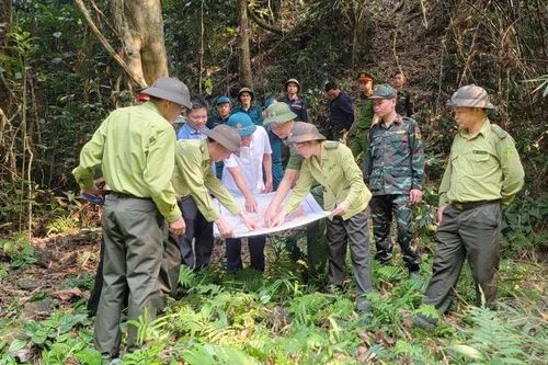 Tuyên Quang đẩy mạnh bảo vệ, phát triển rừng