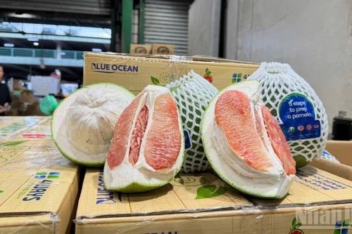 Lô bưởi Đồng Tháp chính thức bày bán tại Australia