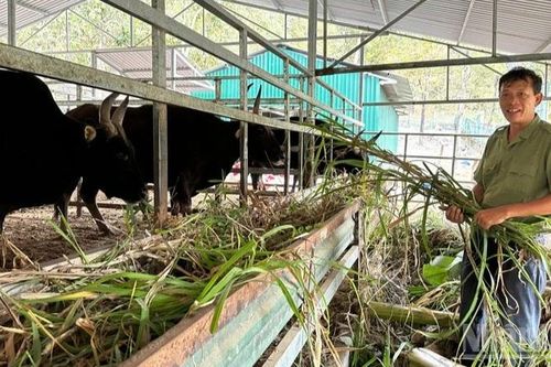 Chuyện đàn bò tót lai ở Khánh Hòa: Kỳ vọng khoa học và khoảng trống sinh sản
