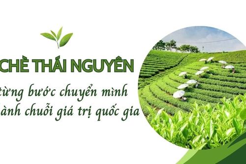 Chè Thái Nguyên từng bước chuyển mình thành chuỗi giá trị quốc gia