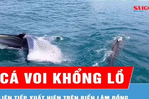 Cá voi khổng lồ liên tiếp xuất hiện trên biển Lâm Đồng