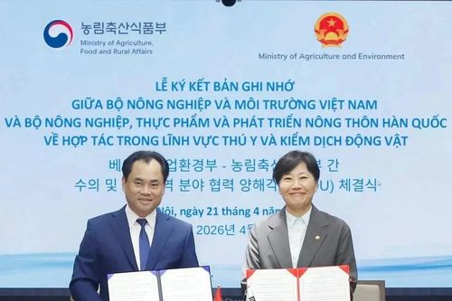 Mở cửa thị trường thịt gà, tăng chuẩn xuất khẩu sang Hàn Quốc