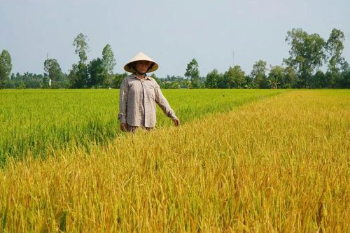 Đồng Tháp: Lúa chết bất thường khi sắp thu hoạch