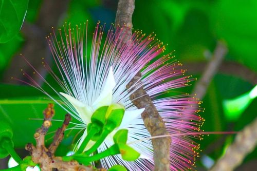 Mùa hoa bàng vuông tuyệt đẹp nơi đảo xa