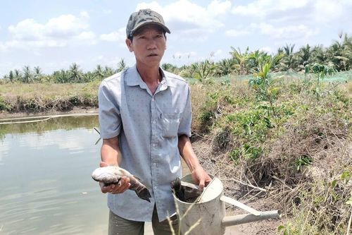 Cá chết hàng loạt nghi do nhiễm nước mặn từ san lấp dự án sân bay Cà Mau